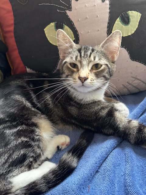 Foxy Girl (Foster Cat)