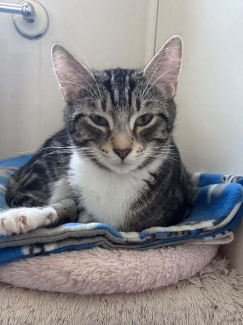 Foxy Girl (Foster Cat)