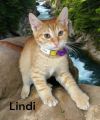 Lindi photo 2
