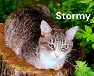 Stormy, Adult Male Tabby