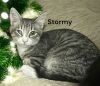 Stormy photo 3