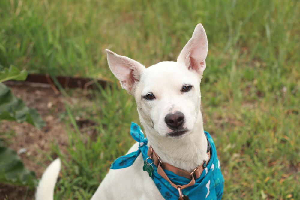 Elsa, an adoptable Australian Cattle Dog / Blue Heeler in Rathdrum, ID, 83858 | Photo Image 1