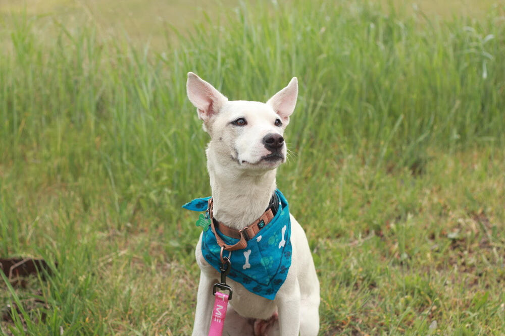 Elsa, an adoptable Australian Cattle Dog / Blue Heeler in Rathdrum, ID, 83858 | Photo Image 2