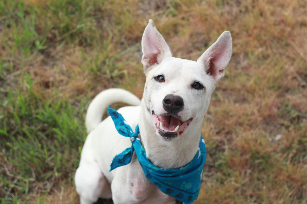 Elsa, an adoptable Australian Cattle Dog / Blue Heeler in Rathdrum, ID, 83858 | Photo Image 3