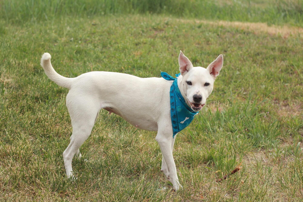 Elsa, an adoptable Australian Cattle Dog / Blue Heeler in Rathdrum, ID, 83858 | Photo Image 4