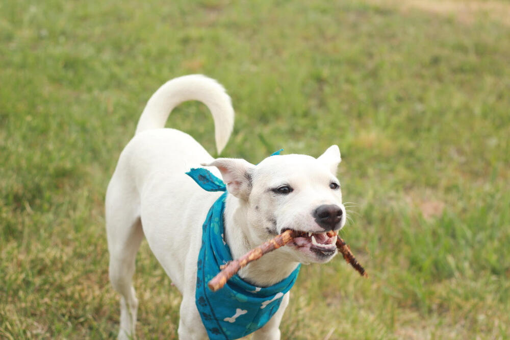 Elsa, an adoptable Australian Cattle Dog / Blue Heeler in Rathdrum, ID, 83858 | Photo Image 5