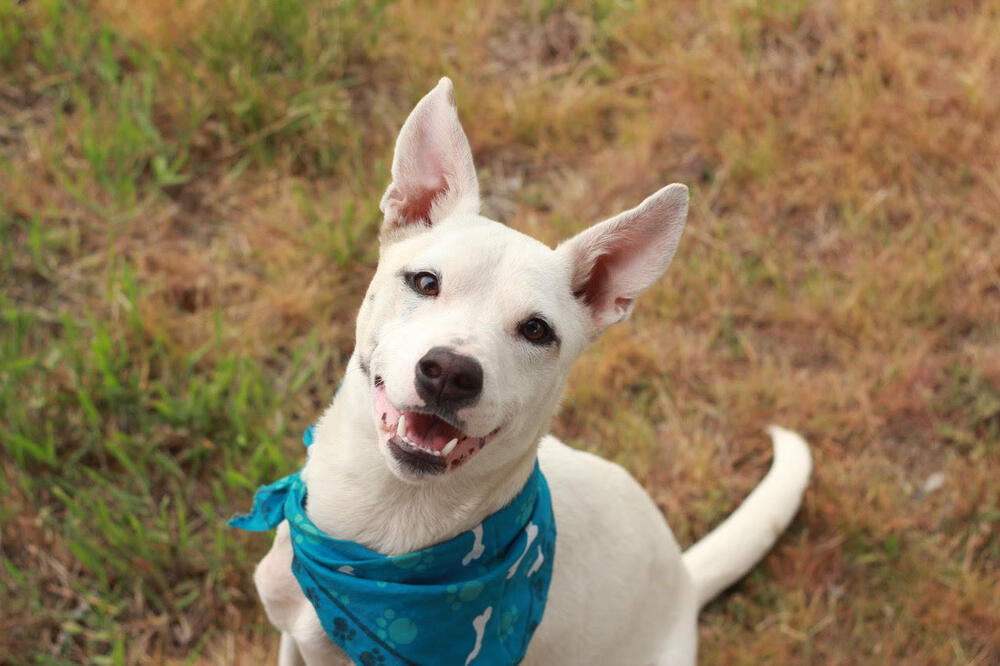 Elsa, an adoptable Australian Cattle Dog / Blue Heeler in Rathdrum, ID, 83858 | Photo Image 6