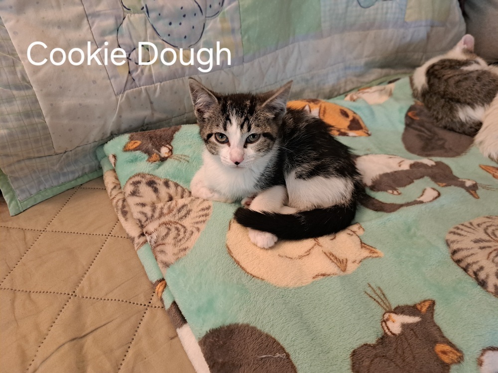 Cookie Dough