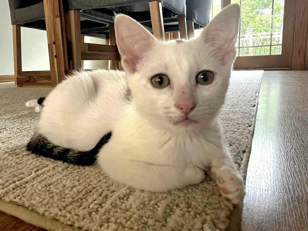 Pistachio
