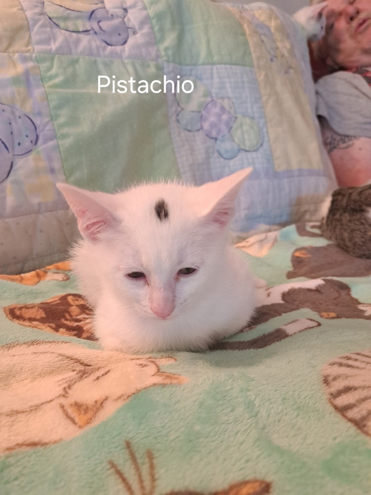 Pistachio