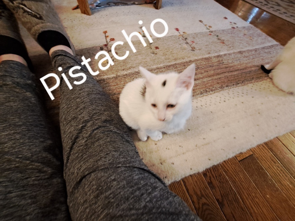 Pistachio