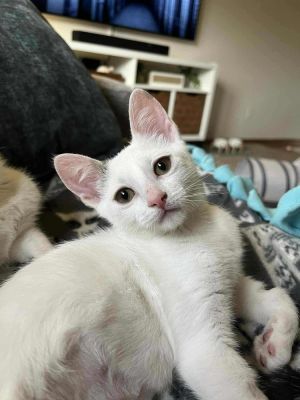 Praline, Baby Female Domestic Short Hair