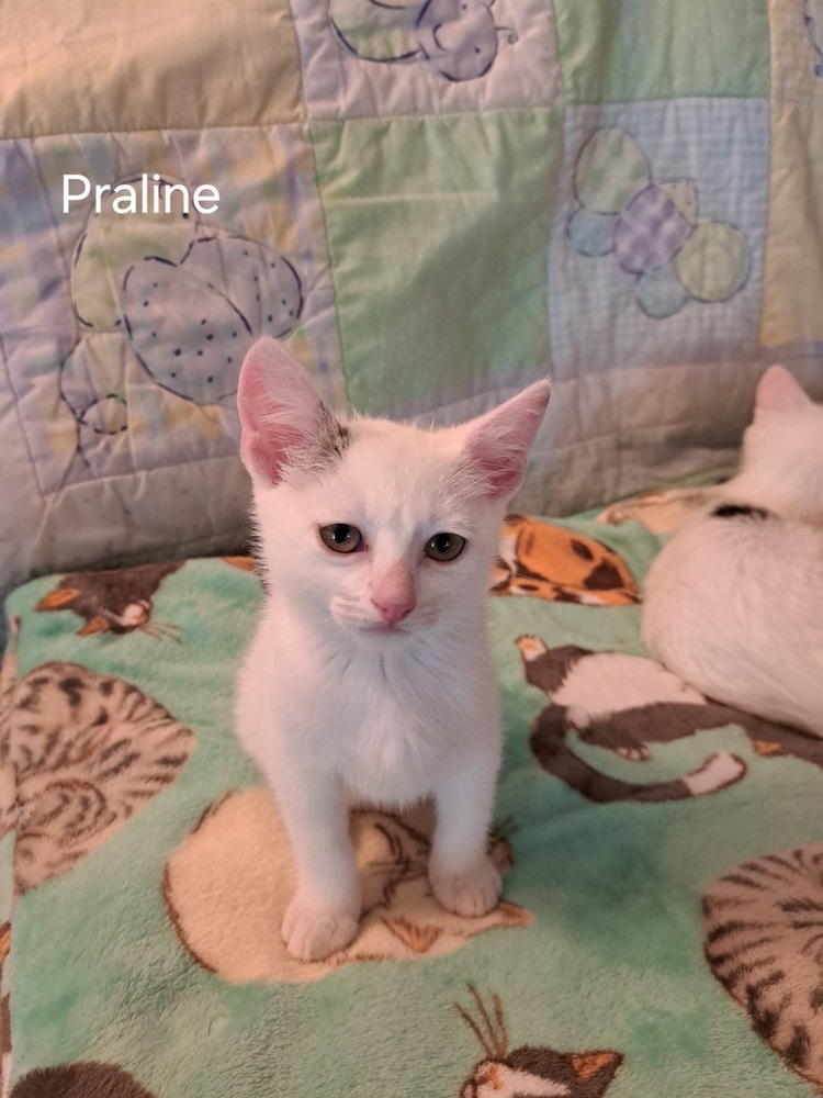 Praline