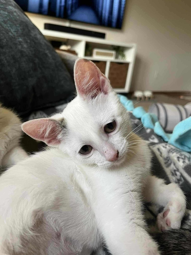 Praline