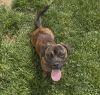 Dozer photo 1