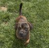 Dozer photo 2