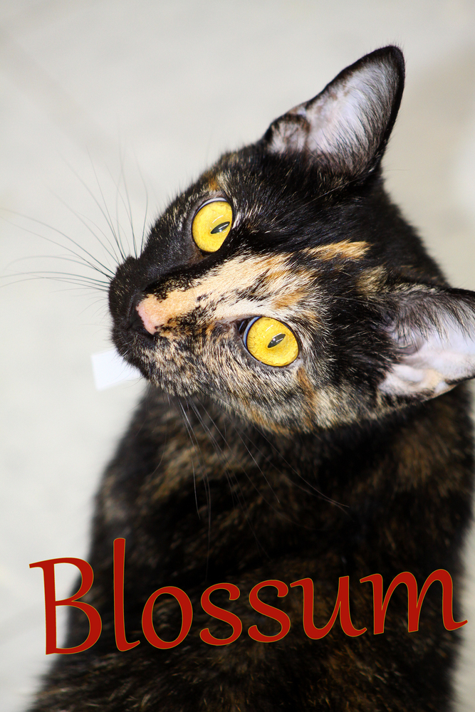 Blossum