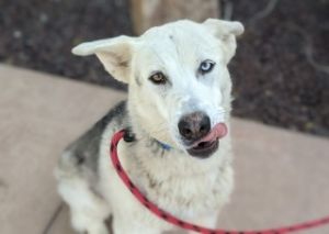 Salvador*, Adult Male Husky