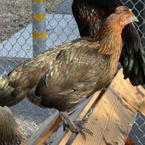 Hi there Im Edna Im an adult female hen looking for my forever flock I would love to go home