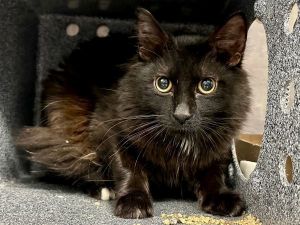 What my friends at ACC say about me I have lived with cats in my previous home I can be