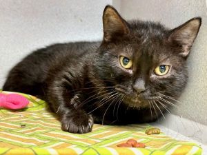 This pet needs emergency placement Please click here to go to our emergency placement page for more