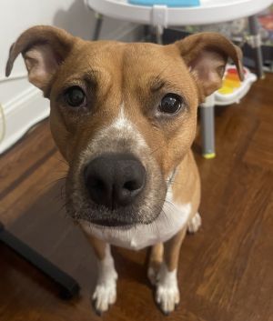 What my friends at ACC say about me I have lived with dogs in my previous home I am finding