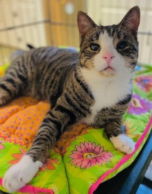 Puck, Adult Male Domestic Short Hair