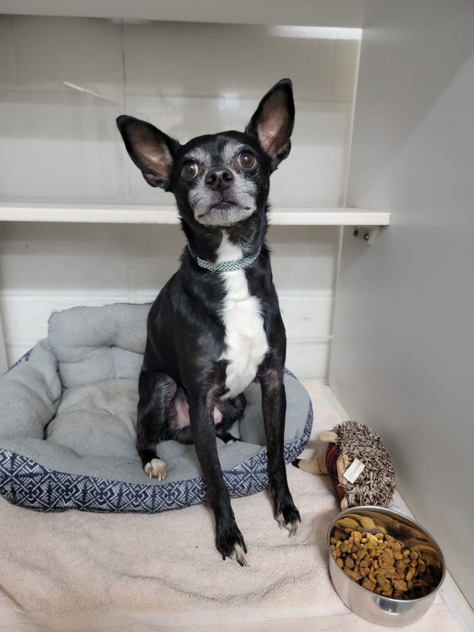 Petey, an adoptable Chihuahua, Feist in Middlesex, NC, 27557 | Photo Image 1