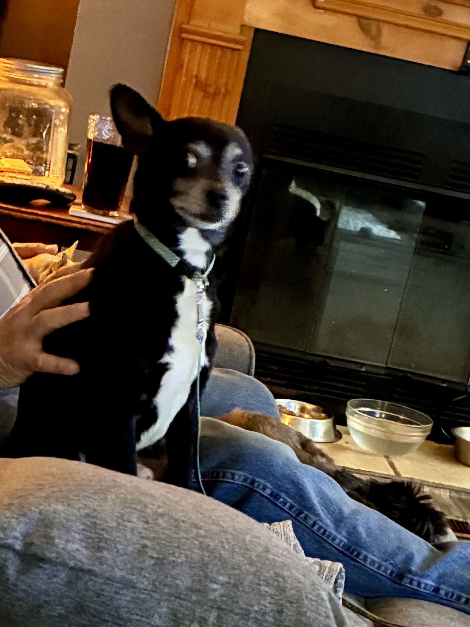 Petey, an adoptable Chihuahua, Feist in Middlesex, NC, 27557 | Photo Image 2