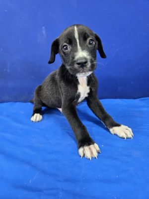 Captain, Baby Male Mixed Breed