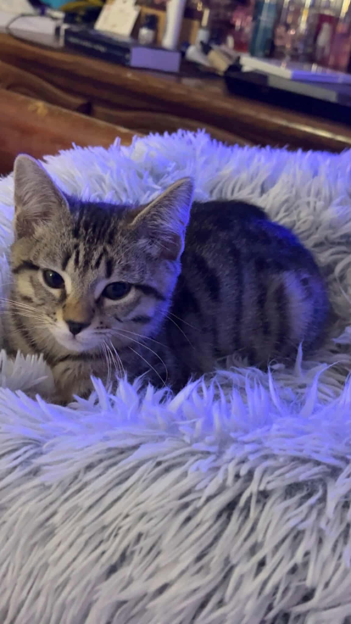 Mira YOUNG TABBY FEMALE