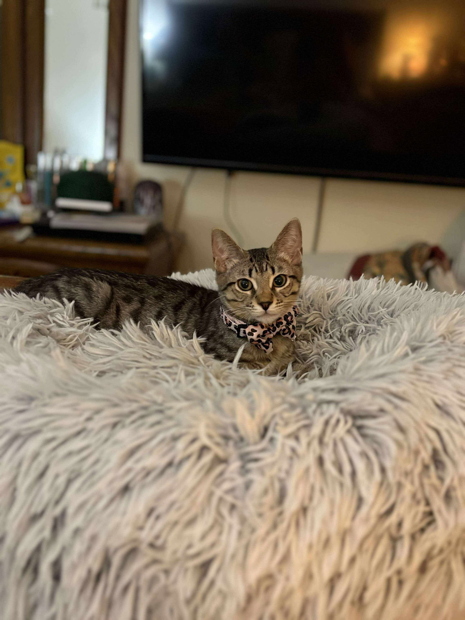 Mira YOUNG TABBY FEMALE