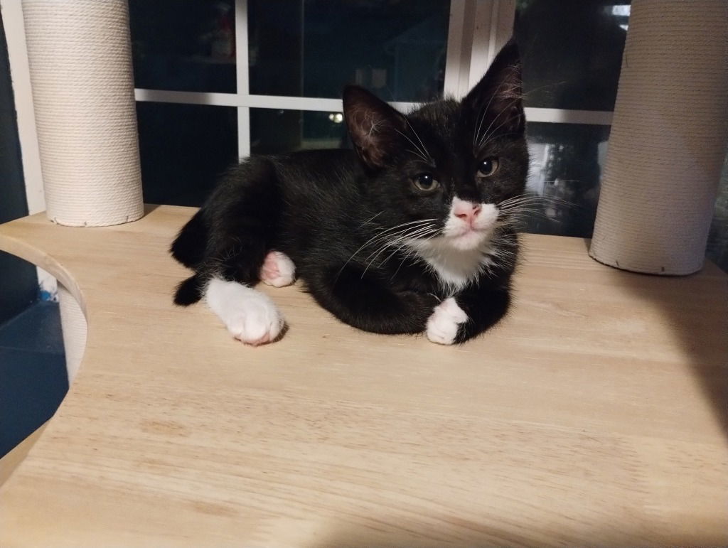 Astro