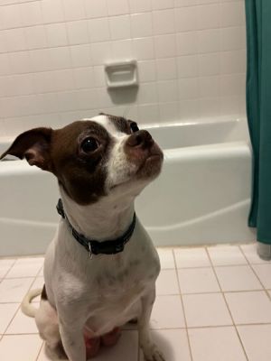 Name Cookie Age 3 Years Breed Chihuahua Mix Gender Female Meet Cookie Cookie is a sweet spunky