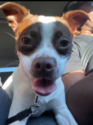 Name Cookie Age 3 Years Breed Chihuahua Mix Gender Female Meet Cookie Cookie is a sweet spunky