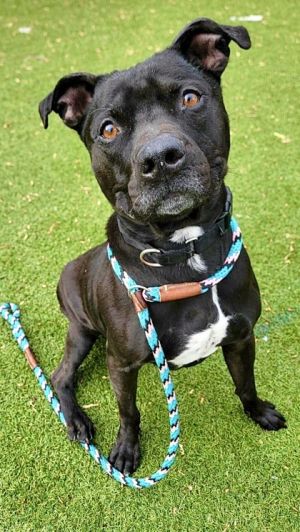 Sapphire, Adult Male Mixed Breed