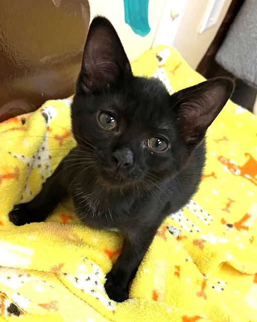 Kitten Figgy