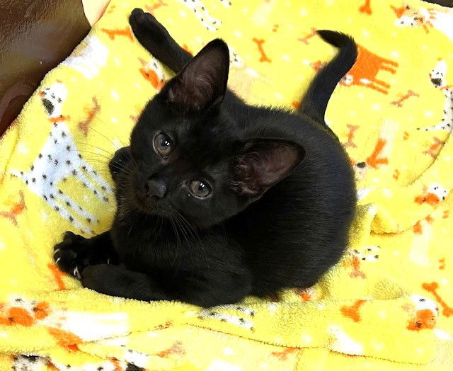 Kitten Figgy
