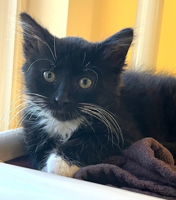 Kitten Dahlia