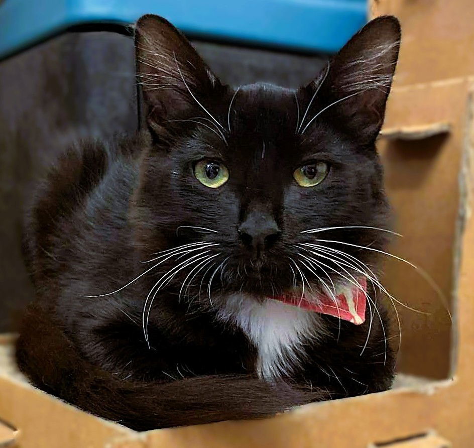 Kitten Dahlia