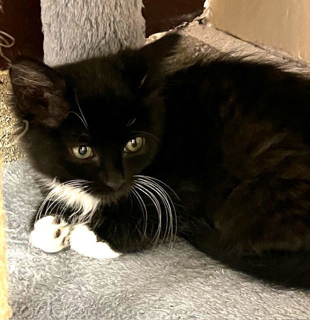 Kitten Dahlia