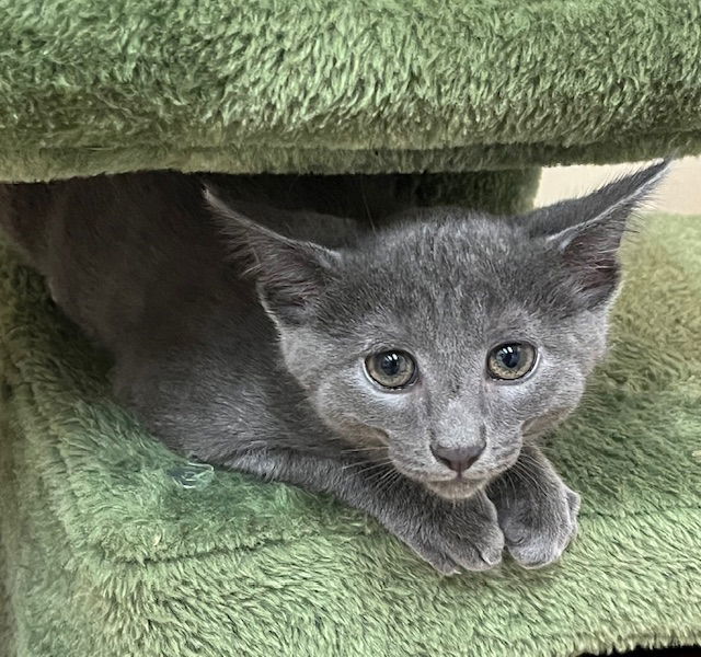 Kitten Flash
