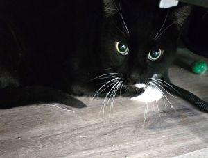 Sneakers, Baby Male Domestic Short Hair