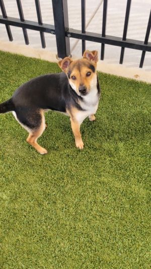 If you are interested in adopting from SAS please contact 8304012335 to schedule an adoption appoint