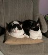 Mervin bonded with Mindy photo 1
