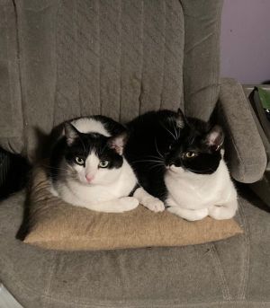 Mervin bonded with Mindy, Young Male Domestic Short Hair