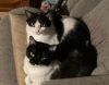 Mervin bonded with Mindy photo 2