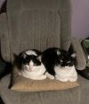 Mervin bonded with Mindy photo 3