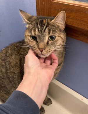 Monique bonded with Manfield, Adult Female Domestic Short Hair