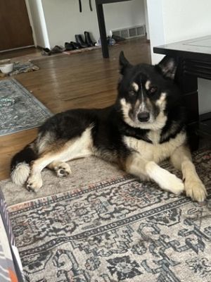 What my Foster Family says about me  I am very loving well behaved quiet and smart  I love